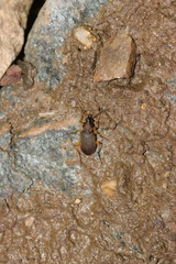 Chlaenius variicornis