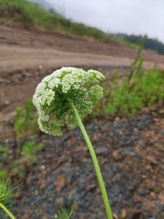 Cnidium monnieri