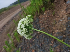 Cnidium monnieri