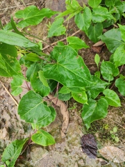 Reynoutria multiflora