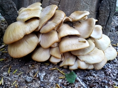 Pleurotus populinus