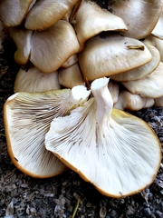 Pleurotus populinus