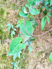 Reynoutria multiflora