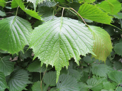 Euptelea polyandra