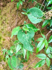 Reynoutria multiflora