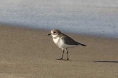 Charadrius falklandicus