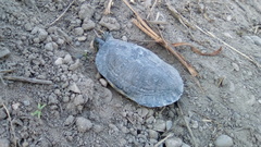 Trachemys ornata