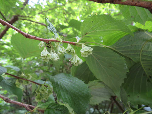 Image of Euptelea polyandra by (c) Marco Mussita, some rights reserved (CC BY)