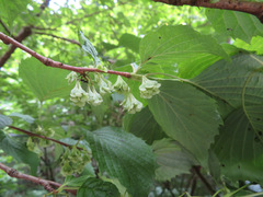 Euptelea polyandra
