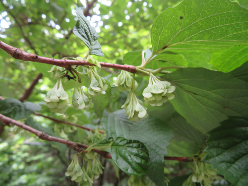 Image of Euptelea polyandra by (c) Marco Mussita, some rights reserved (CC BY)