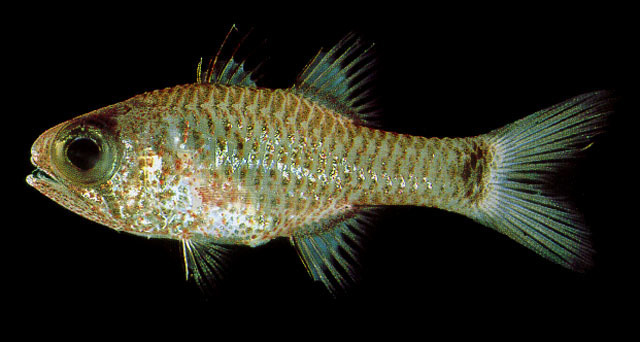 Freckled Cardinalfish