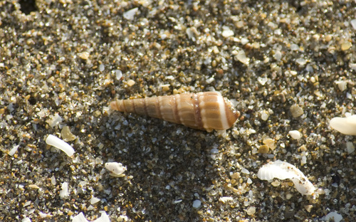 Terebra gemmulata