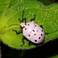Augocoris