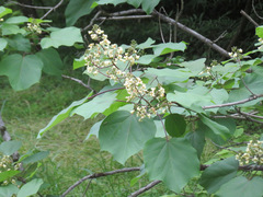Catalpa ovata