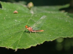 Ephemerella dorothea