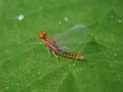 Ephemerella dorothea