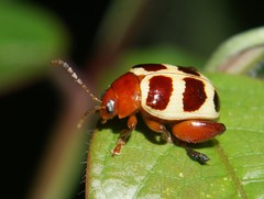 Notozona