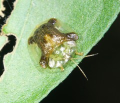 Helocassis clavata