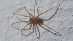 Cithaeron praedonius