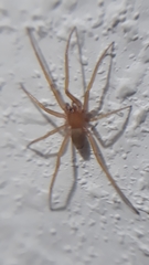 Cithaeron praedonius