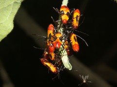 Oncopeltus spectabilis