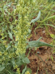 Rumex dentatus