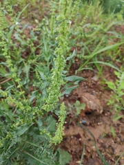 Rumex dentatus