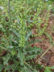Rumex dentatus