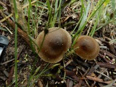 Entoloma aromaticum