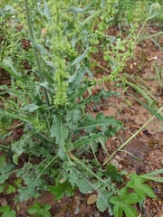 Rumex dentatus