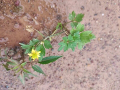Ranunculus sieboldii