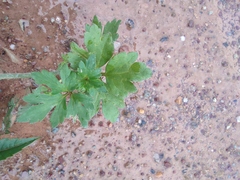 Ranunculus sieboldii