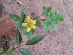 Ranunculus sieboldii