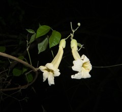 Anemopaegma chrysoleucum