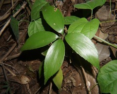 Zamia standleyi