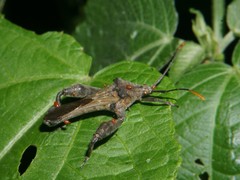 Meropachyini