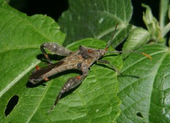Meropachyini