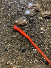 Tubulanus