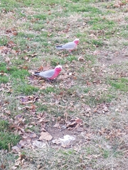 Eolophus roseicapilla