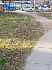 Eolophus roseicapilla