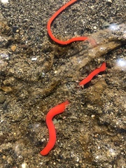 Tubulanus