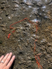 Tubulanus