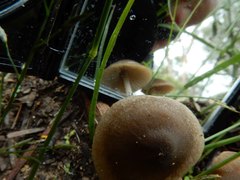 Entoloma aromaticum
