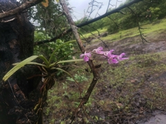 Aerides maculosa