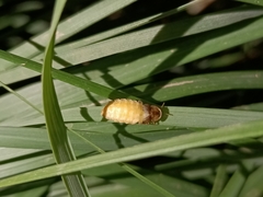 Lamprohiza mulsantii