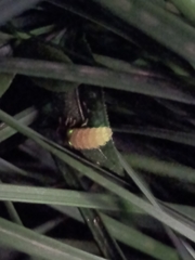 Lamprohiza mulsantii