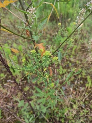 Rorippa globosa