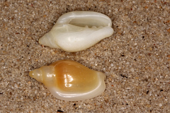 Austroginella muscaria image