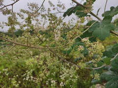 Macleaya cordata