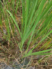 Typha orientalis
